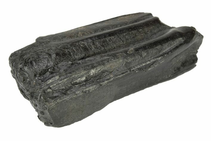 Pleistocene Aged Fossil Horse Tooth - South Carolina #239796